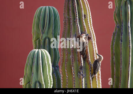 Due gila picchi portare il cibo per il loro nido in un cactus Saguaro Foto Stock