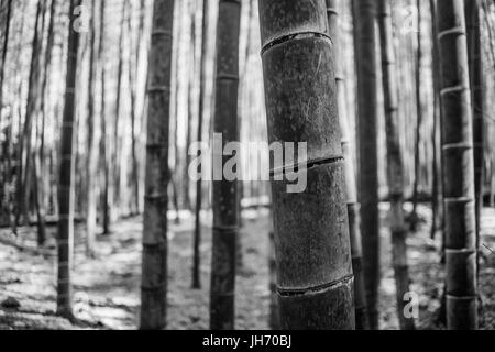 Foto di astratta della foresta di bamboo a Kyoto, Giappone Foto Stock