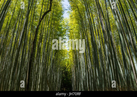 Foto di astratta della foresta di bamboo a Kyoto, Giappone Foto Stock