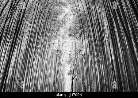 Foto di astratta della foresta di bamboo a Kyoto, Giappone Foto Stock