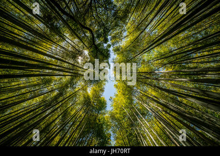 Foto di astratta della foresta di bamboo a Kyoto, Giappone Foto Stock