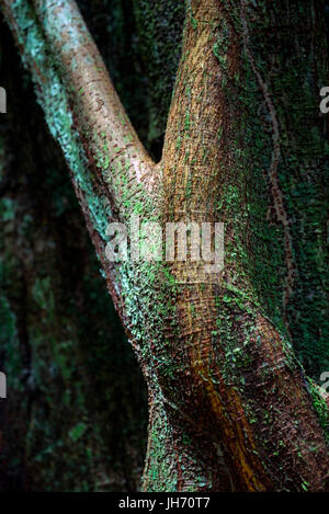 LORETO, Perù - circa ottobre 2015: parti e dettagli del tronco di albero nella foresta amazzonica peruviana. Foto Stock