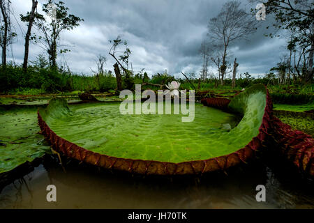 LORETO, Perù - circa ottobre 2015: Water Lilies in Amazzonia peruviana Foto Stock