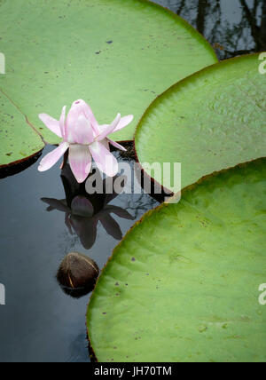 LORETO, Perù - circa ottobre 2015: Water Lilies in Amazzonia peruviana Foto Stock