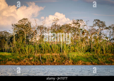 LORETO, Perù - circa ottobre 2015: Vista della giungla dal fiume Ucayali nell'Amazzonia peruviana. Foto Stock