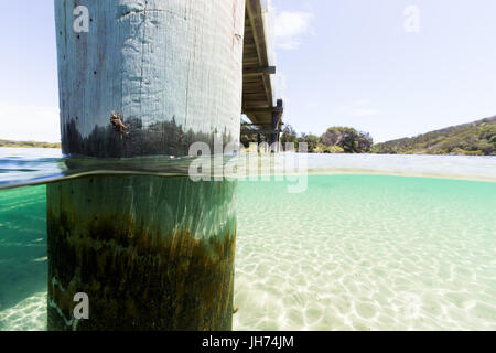 Un granchio è aggrappato a un pontile traliccio in questo underwater split shot presi in immacolate acque turchesi in Australia. Foto Stock