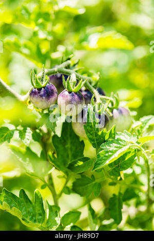 Pomodoro bacca di colore viola - Solanum lycopersicum - Botanica beckgrounds Foto Stock