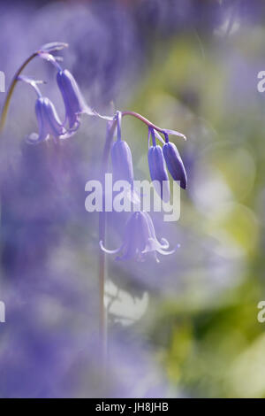 Campanule Foto Stock