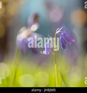 Campanule Foto Stock