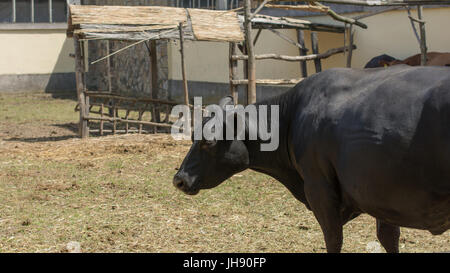 Giovani Angus bull. Parti di un improvvisato corral sono visibili in sfondo sfocato. Messa a fuoco selettiva. Foto Stock