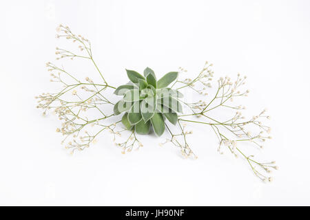 Una splendida corona di gypsophila e succulenta. Essa può essere utilizzata separatamente o come parte di una composizione più grande. Foto Stock