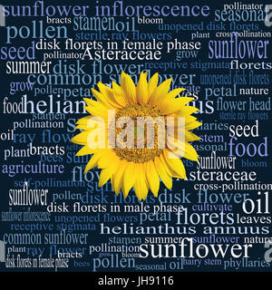 Testa di girasole su una nuvola di parola piena di termini botanici e syntagmas particolare relativa alla parte e al comune di semi di girasole in generale. Foto Stock
