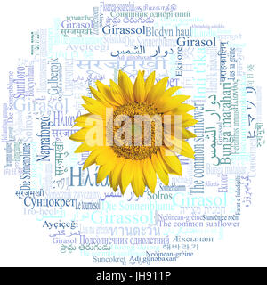 Testa di girasole su una bella parola cloud con la parola Girasole (specie Helianthus annuus) scritto in Cinquanta-nove diverse lingue del mondo. Foto Stock