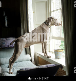 Cane guardando fuori da una finestra aperta Foto Stock