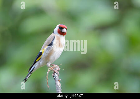 Cardellino europeo (Carduelis carduelis), Ungheria Foto Stock