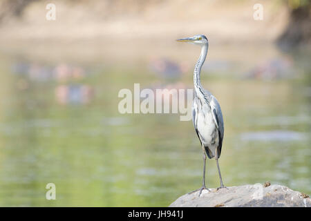 Airone cinerino (Ardea cinerea) in piedi su una roccia in acqua, parco nazionale del Serengeti, Tanzania Foto Stock