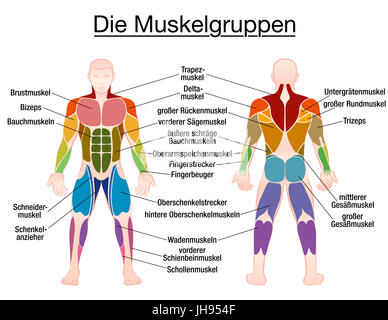 Diagramma del muscolo - etichettatura in tedesco - il più importante dei muscoli del corpo umano colorato - Vista anteriore e posteriore. Foto Stock