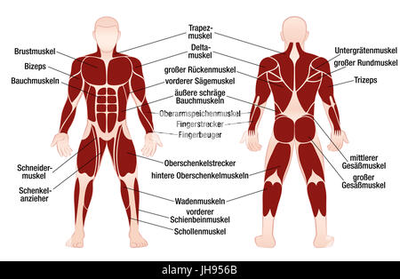 Diagramma del muscolo con descrizione in tedesco delle più importanti dei muscoli del corpo umano - Vista anteriore e posteriore - illustrazione su sfondo bianco. Foto Stock