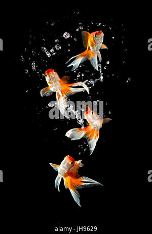 Goldfishs salta verso l'alto da un acquario su uno sfondo scuro Foto Stock