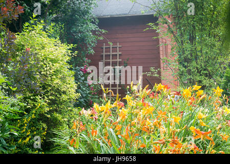 Daylily fiori nel piccolo giardino cottage Foto Stock