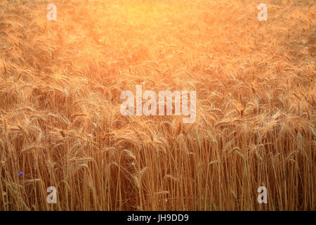 In prossimità di un campo con golden, maturazione frumento retro illuminato dal sole al tramonto. Brillante background agricoli. Profondità di campo Foto Stock