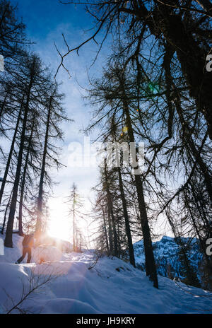 Paesaggio invernale. Uomo che cammina in un bosco innevato nelle Alpi italiane, Val d'Aosta, l'Europa. Foto Stock