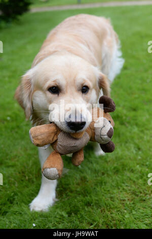 Berlino, Germania. 13 Luglio, 2017. Albie, il cane dell'ambasciatore britannico Sir Sebastian legno, nella foto durante un evento stampa nel giardino della residenza dell'ambasciatore britannico a Berlino, Germania, 13 luglio 2017. La Gran Bretagna è il principe William e sua moglie Kate sta per visitare Berlino il 19 luglio. Foto: Jens Kalaene/dpa-Zentralbild/dpa/Alamy Live News Foto Stock