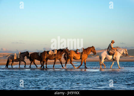 Cavallo da Cabo Polonio a Barra de Valizas, Rocha Dipartimento, Uruguay. Foto Stock