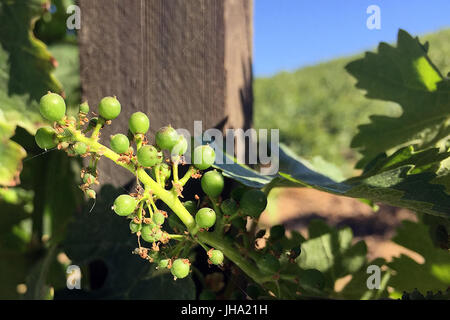 Napa Valley, CA, Stati Uniti d'America. Xiii Giugno, 2017. Un grappolo di uva giovani cresce in un vigneto a bordo strada lungo la vecchia strada di Sonoma il martedì mattina. Credito: Napa Valley Register/ZUMA filo/Alamy Live News Foto Stock