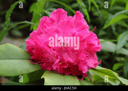 Rhododendron 'Germania' in piena fioritura al confine di un inglese Woodland Garden verso la fine di maggio, Regno Unito Foto Stock