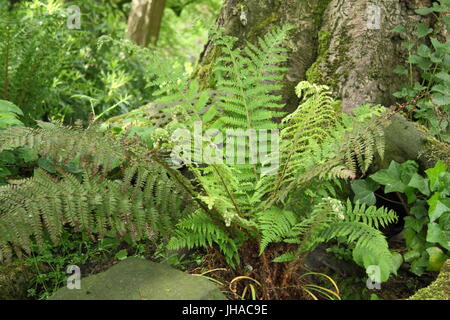 Dryopteris 'Wallichana' fern crescere la zona boschiva leggera di un giardino inglese, Inghilterra, Regno Unito Foto Stock