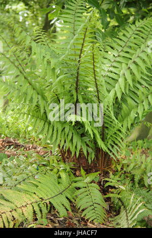 Dryopteris 'Wallichana' fern crescere la zona boschiva leggera di un giardino inglese, Inghilterra, Regno Unito Foto Stock