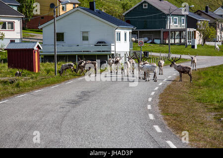 La renna nel nord della Norvegia, Nordkapp Foto Stock