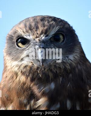 Un gufo morepork da Abete falconeria sul display a Banbury Canal giorno 2015 Foto Stock