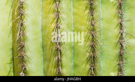 Texture di sfondo righe di cactus spine Foto Stock
