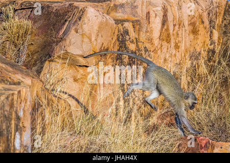 Vervet monkey nel parco nazionale di Kruger, Sud Africa ; Specie Chlorocebus pygerythrus famiglia dei Cercopithecidae Foto Stock