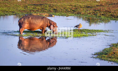 Ippopotamo nel parco nazionale di Kruger, Sud Africa ; Specie di Hippopotamus amphibius famiglia di Hippopotamidae Foto Stock