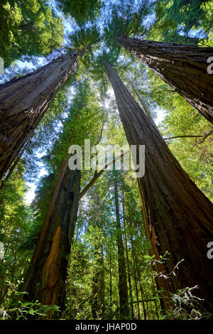 Tra i più alti degli alberi di sequoia, cercando in meraviglia Foto Stock