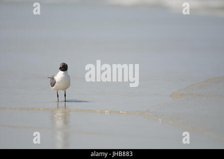 Bird su Amelia Island Foto Stock