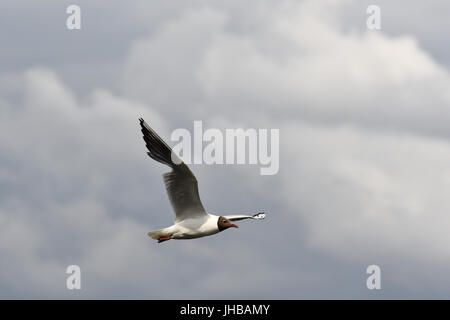 Nero con testa gabbiano comune in volo Foto Stock