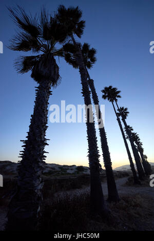 Alte palme al tramonto lungo il percorso a piedi; cityscape e dune in background Foto Stock