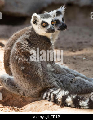 L'anello Tailed lemuri mangiare e della cura del corpo Foto Stock