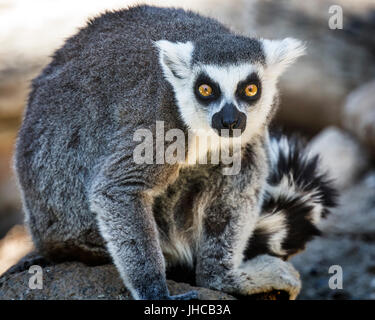 L'anello Tailed lemuri mangiare e della cura del corpo Foto Stock