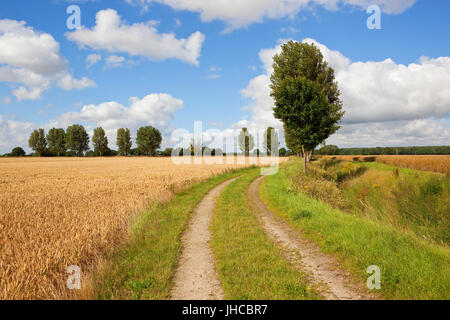 Un incurvamento agriturismo via con alberi di pioppo accanto a un golden coltivazione di grano sotto un cielo di estate blu nello Yorkshire Foto Stock