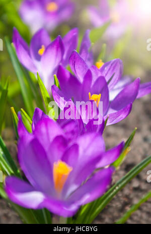Macro shot del gruppo di viola crocus fiori sulla giornata di sole prese con profondità di campo Foto Stock