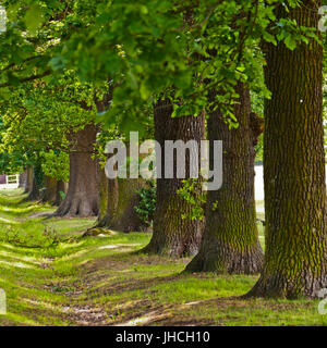 Parte dell'evenue di alberi di quercia che sono sul verde Theydon nel villaggio di Theydon Bois, Essex Foto Stock