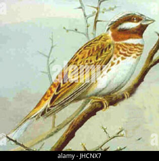 Emberiza leucocephalos NAUMANN Foto Stock