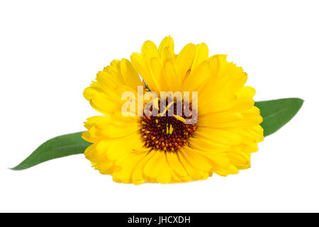 Colorato in giallo Calendula fiori isolati su Bianco . Foto Stock