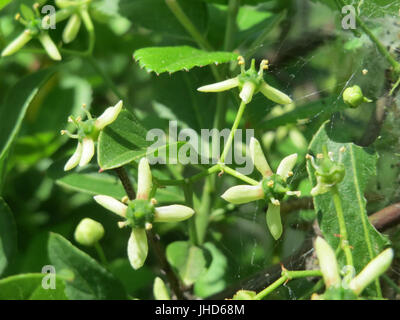 20150510Euonymus europaeus3 Foto Stock