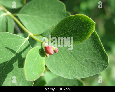 L'immagine o i dati dal titolo "20150522Symphoricarpos albus" si riferiscono probabilmente a una registrazione o a una fotografia di Symphoricarpos albus, comunemente nota come la nevosa. Questa pianta è originaria del Nord America ed è nota per le sue bacche bianche e il suo ruolo negli ecosistemi locali. Foto Stock